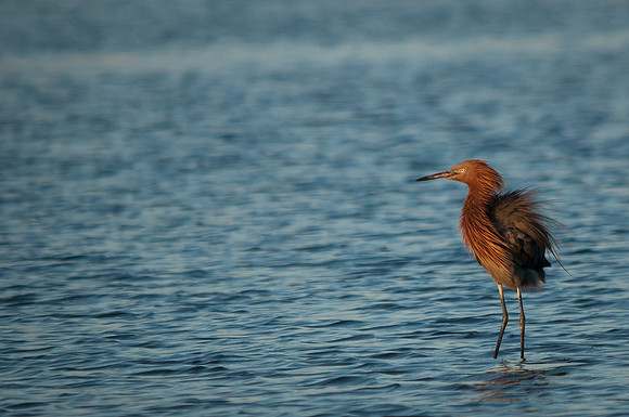 Reddish Egret