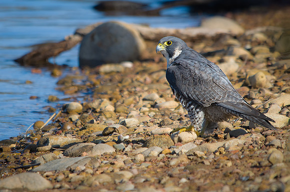 Peregrine at the Lake
