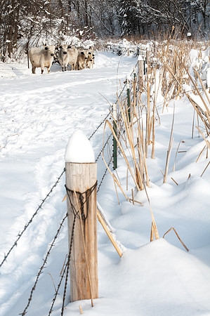 Ancient White Park Cattle