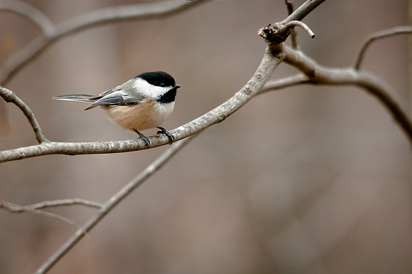 Chickadee in a Tree
