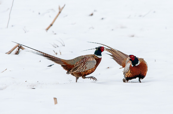 Pheasant Face-off