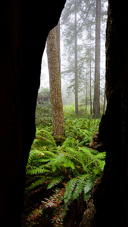 Through a Giant