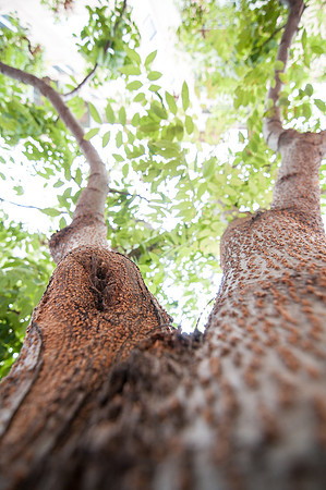 Up The Tree