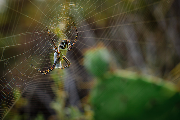 Garden Spider