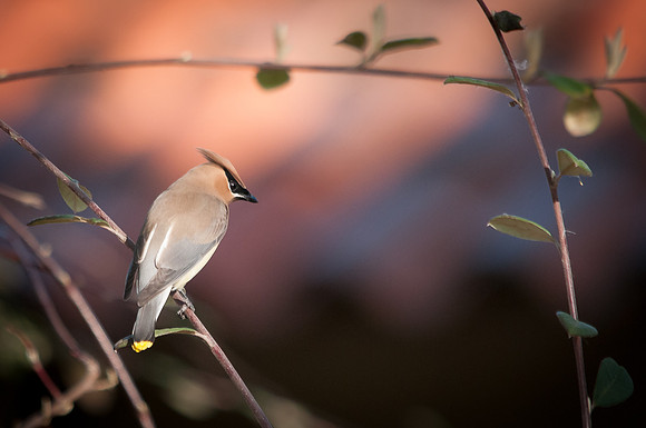 Devilishly Handsome Waxwing