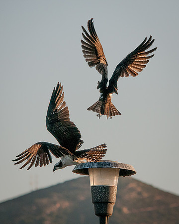 Territorial