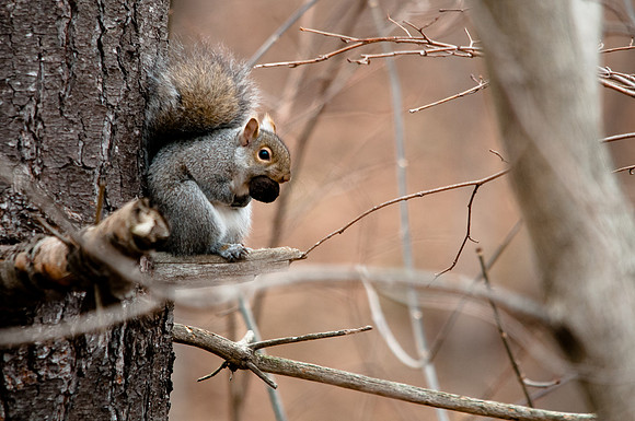 Nutty Squirrel