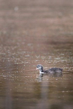 Young Coot