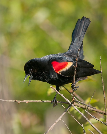 Red-winged Display