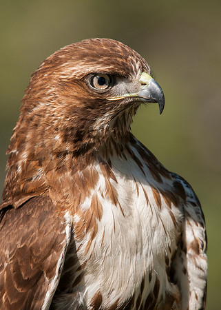 Red-tailed Portrait