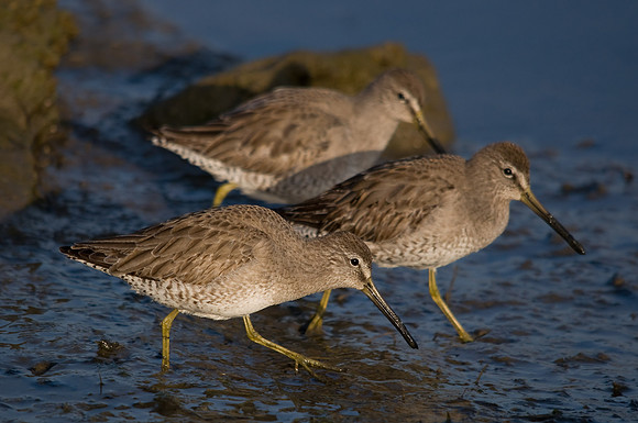 Dowitcher Trio