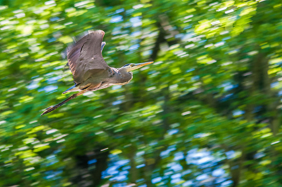 Heron Motion