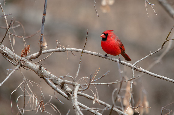 Cardinal Color