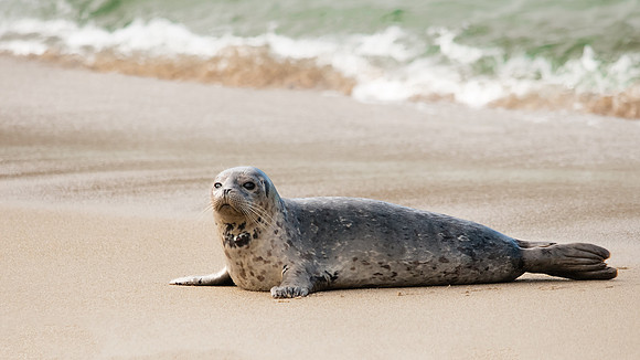Lone Seal