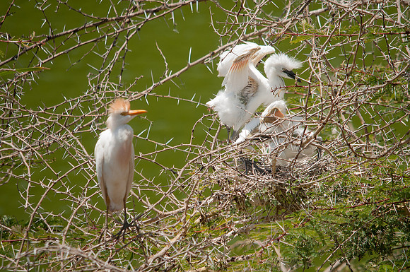 Fledgling Battles