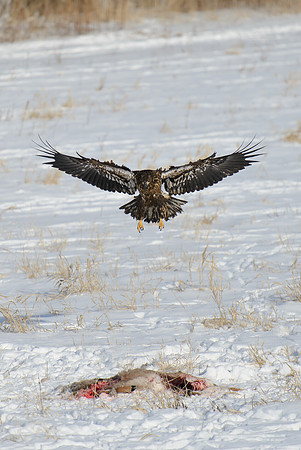 Incoming Feast