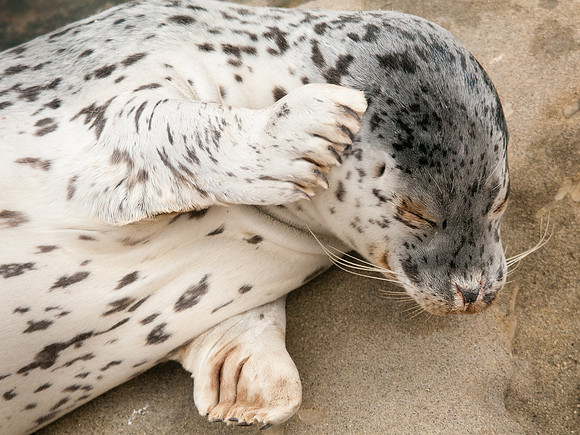 Bashful Seal