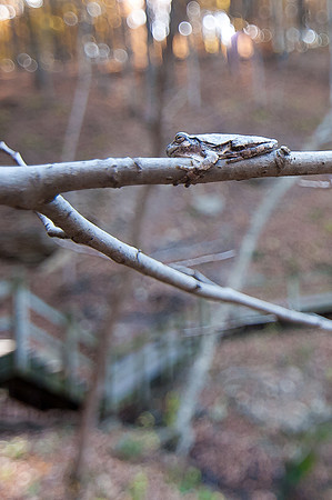 Immovable Tree Frog