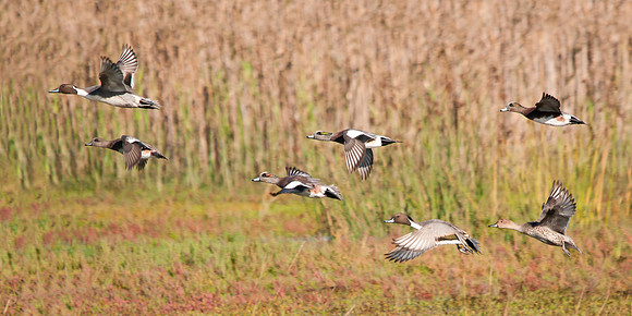 Migrating Visitors, Widgeons and Pintails