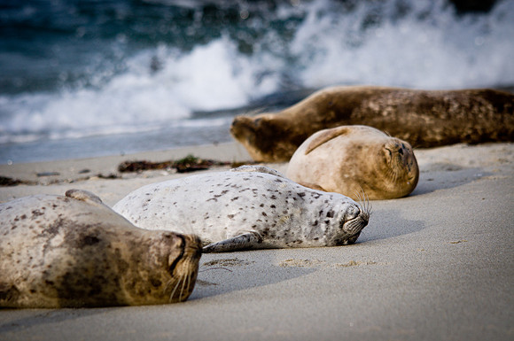 Seal Retreat