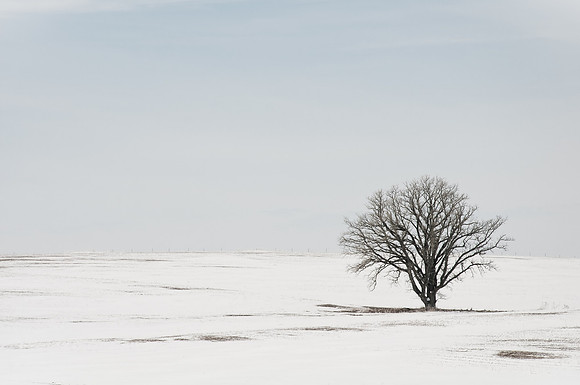 Lone Tree