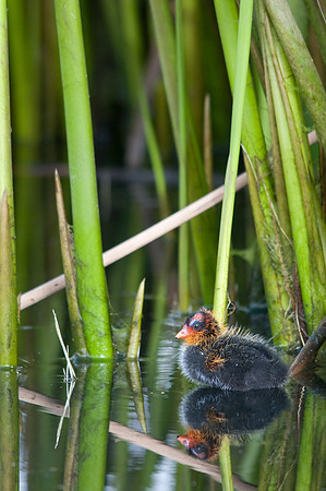 Little Coot