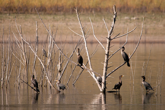 Cormorant Tree