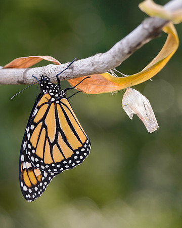 Monarch Freedom