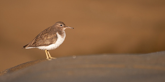 Spotted Sandpiper