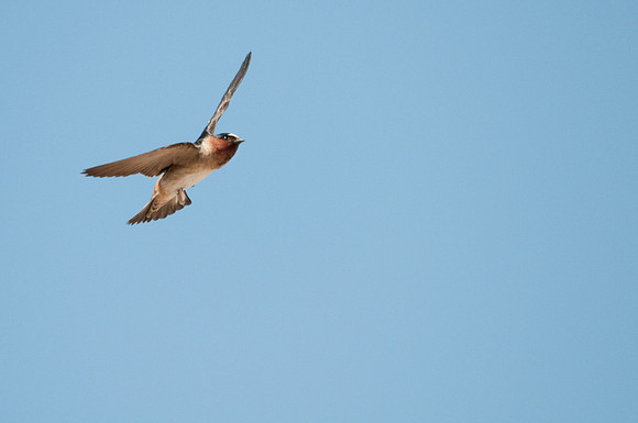 Cliff Swallow