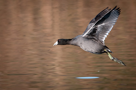Airborne Coot