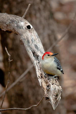 Red-Bellied Woodpecker
