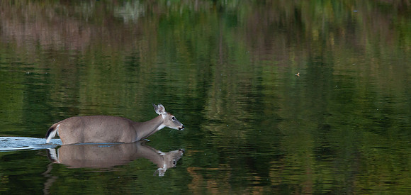 Whitetail in Water