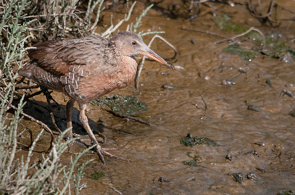 Light-footed Appearance