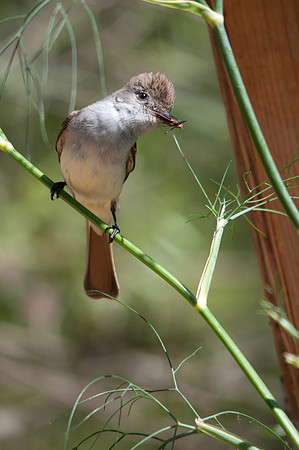 Ash-throated Treat