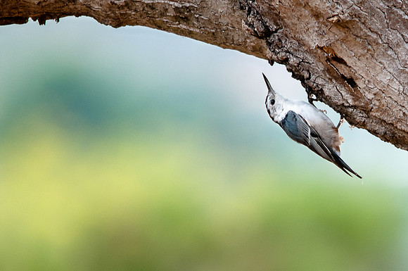 Inverted Nuthatch