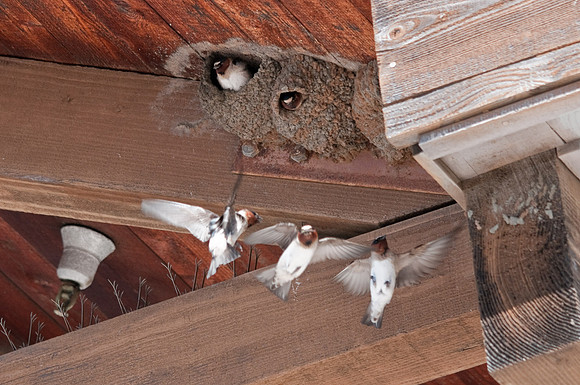 Nesting Swallows