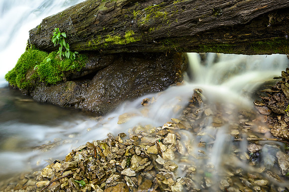 The Log
