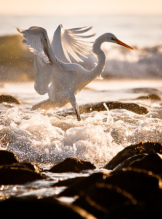 Surf Egret