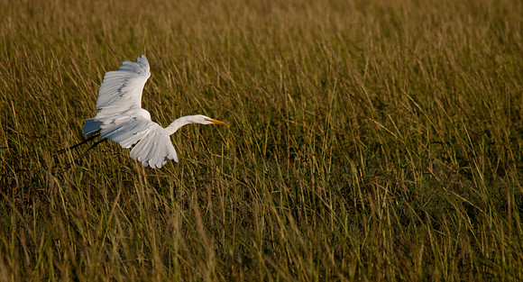 Ghost in the Marsh