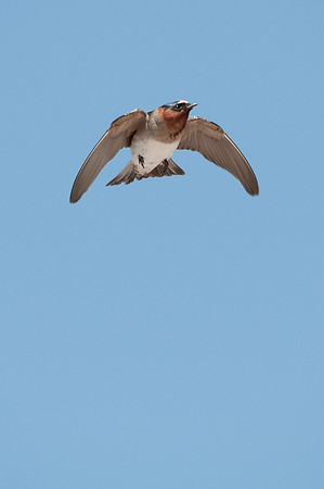 Suspended Swallow