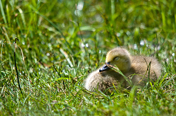 Cozy Gosling