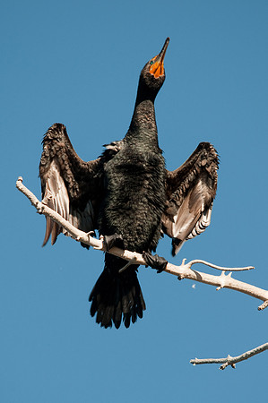 Sunning Cormorant