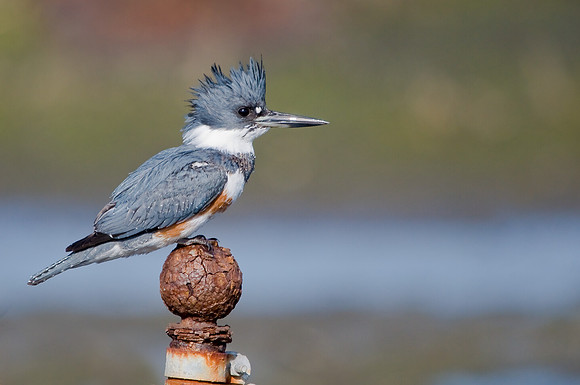 Belted Kingfisher