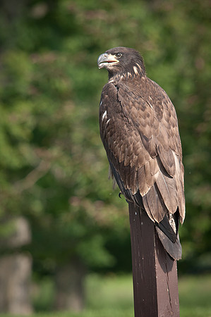 Young Eagle