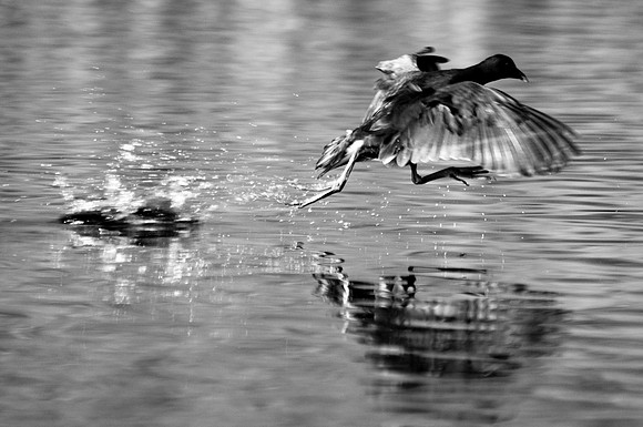 Moorhen On The Move