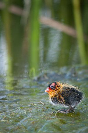 Baby Coot