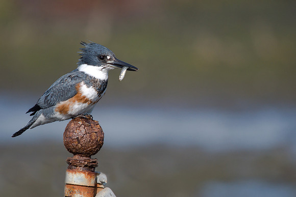 Kingfisher Catch