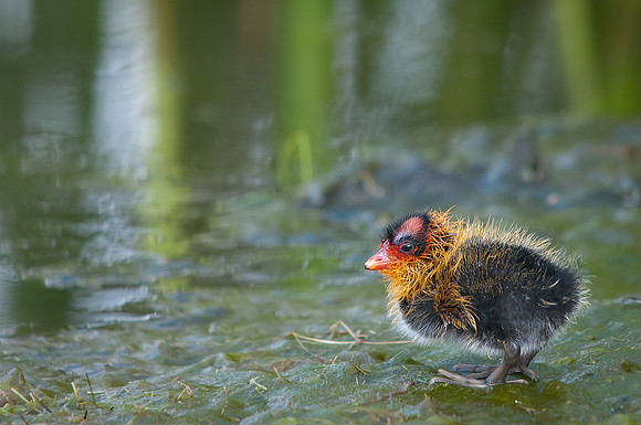 Baby Coot