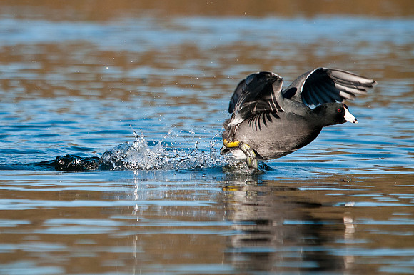 Running of the Coots